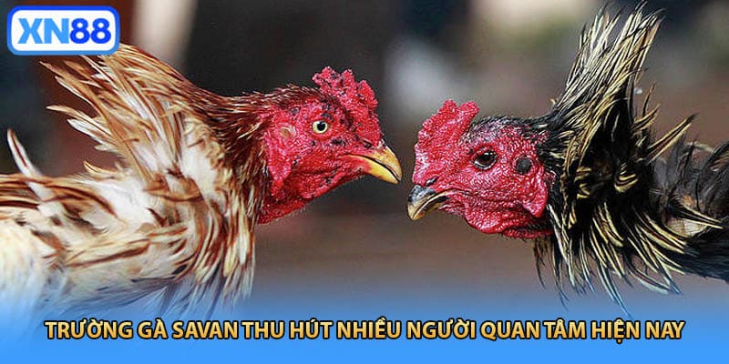 Trường gà Savan thu hút nhiều người quan tâm hiện nay